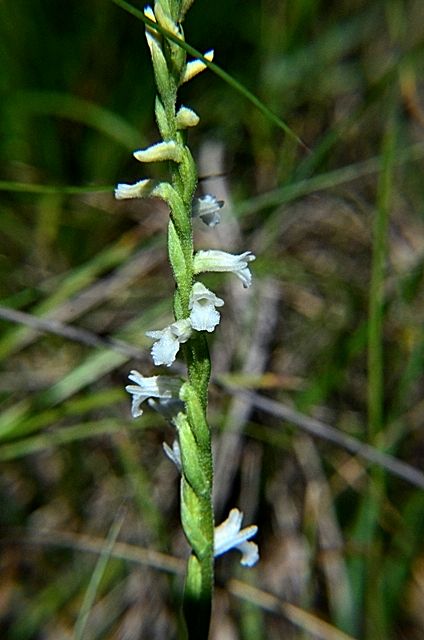 Spiranthes aestivalis in provincia della Spezia